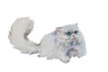 Grey long hair persian cat laying, original watercolor illystration isolated on whtite background