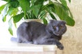 Grey lop-eared Scottish Fold cat sitting near Spathiphyllum flower at the edge of the table Royalty Free Stock Photo