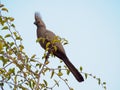 Grey lourie, Corythaixoides concolor. Madikwe Game Reserve, South Africa