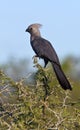 Grey Lourie or Go-Away Bird - Botswana Royalty Free Stock Photo