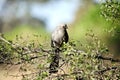 Grey Lourie or Go-Away bird - Botswana Royalty Free Stock Photo