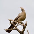 Grey lourie,Namibia Royalty Free Stock Photo