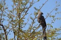 Grey lourie perch in a tree