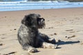 The grey lying dog on the sandy beach of the sea shore 2