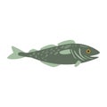 Grey Mackerel Fish, Part Of Mediterranean Sea Marine Animals And Reef Life Illustrations Series Royalty Free Stock Photo