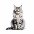 Grey Maine coon cat isolated on white background front full body view. AI generated