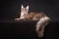 Grey Maine coon cat lying on black background Royalty Free Stock Photo