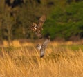 Grey Male and brown female Mating pair of Northern Harriers - Circus hudsonius Royalty Free Stock Photo