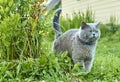 Grey male cat marking territory Royalty Free Stock Photo