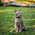 Grey male cat Royalty Free Stock Photo