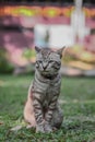 Grey male cat Royalty Free Stock Photo