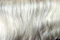 Grey mane hair background Royalty Free Stock Photo