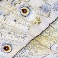 A fragment of a wing of the forest mother-of-pearl butterfly with eye-spots. Royalty Free Stock Photo