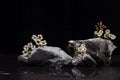 Grey marble stone podium with white tiny flowers, water as shore at night for packaging and cosmetic presentation on black. Royalty Free Stock Photo