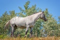 Grey Mare - Aspen - Sky Royalty Free Stock Photo