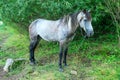 Grey mare Royalty Free Stock Photo