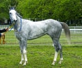 Grey mare Palmira Dubai Tersk Royalty Free Stock Photo