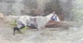 Grey Mare running Wild - Painting