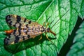 Mecoptera on macro leaf Royalty Free Stock Photo