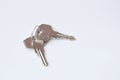 Grey metal keys on white background. Keys for the door lock. Two keys to the front door. Royalty Free Stock Photo