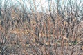 Grey metal mesh on the background of trees Royalty Free Stock Photo