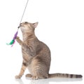 Grey metis cat sitting and playing with a teaser toy Royalty Free Stock Photo