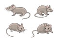 Grey mice - vector illustration