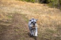 Miniature schnauzer running in the meadow