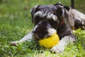 Grey zwergschnauzer puppy on green lawn playing with a ball. Canine domestic pet Royalty Free Stock Photo