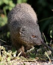 Grey Mongoose Royalty Free Stock Photo