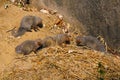 Grey Mongoose family, Mount Abu, Rajasthan, India Royalty Free Stock Photo