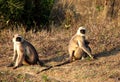 Grey monkey with its baby Royalty Free Stock Photo