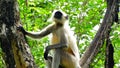 Grey Monkey, Trachypithecus. Royalty Free Stock Photo