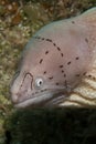 Grey moray Royalty Free Stock Photo