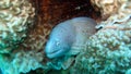 Grey moray eel,Gymnothorax griseus Royalty Free Stock Photo