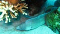 Grey moray eel,Gymnothorax griseus Royalty Free Stock Photo