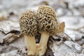 Grey Morel Mushrooms Royalty Free Stock Photo