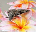 Grey moth on frangipani Royalty Free Stock Photo