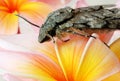 Grey moth on frangipani Royalty Free Stock Photo