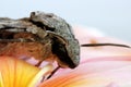 Grey moth on frangipani Royalty Free Stock Photo