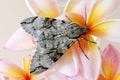 Grey moth on frangipani Royalty Free Stock Photo