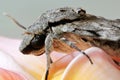 Grey moth on frangipani