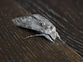 Grey moth insect close up