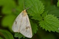 Grey moth