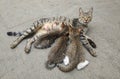 Grey mother cat nursing her babies kittens Royalty Free Stock Photo