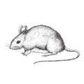 Tiny grey mouse black and white illustration Royalty Free Stock Photo