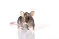 Grey mouse isolated on white background Royalty Free Stock Photo