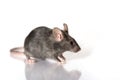 Grey mouse isolated on white background Royalty Free Stock Photo