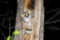 Grey mouse lemur, kirindy Royalty Free Stock Photo