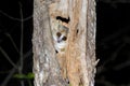 Grey mouse lemur, kirindy